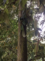 Viburnum rhytidophyllum