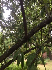 Viburnum rhytidophyllum
