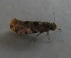 Parochmastis hilderi