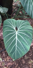 Philodendron gloriosum