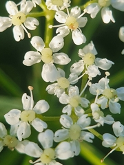 Bunium bulbocastanum