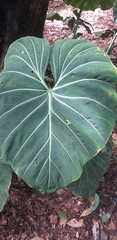 Philodendron gloriosum