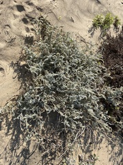 Astragalus anemophilus