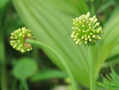 Allium victorialis