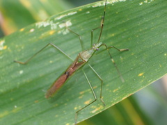 Leptocorisa acuta