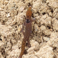 Sphaerodactylus grandisquamis