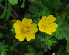 Potentilla crantzii