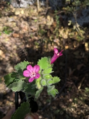 Mabrya rosei