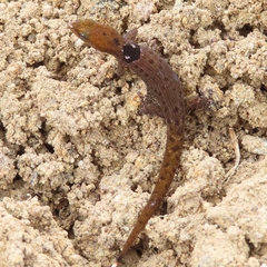 Sphaerodactylus grandisquamis