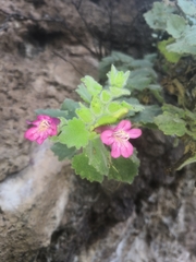 Mabrya rosei