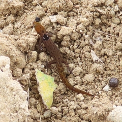 Sphaerodactylus grandisquamis