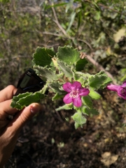 Mabrya rosei