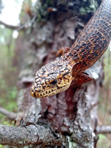 Rough-necked Alligator Lizard