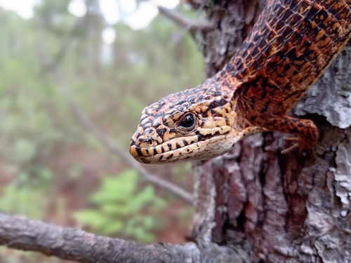 Rough-necked Alligator Lizard