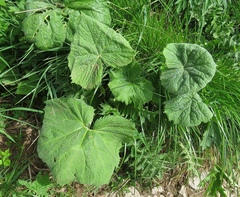 Adenostyles alliariae