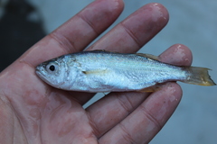 Seriphus politus
