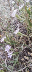 Silene mariana
