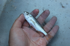 Seriphus politus