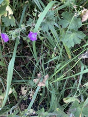 Geranium pyrenaicum