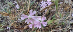 Silene mariana