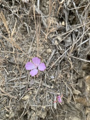 Clarkia bottae