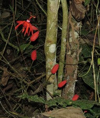 Passiflora tholozanii