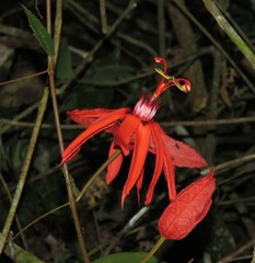 Passiflora tholozanii