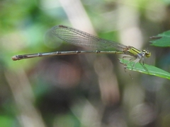 Enallagma vesperum