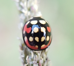 Cheilomenes sulphurea