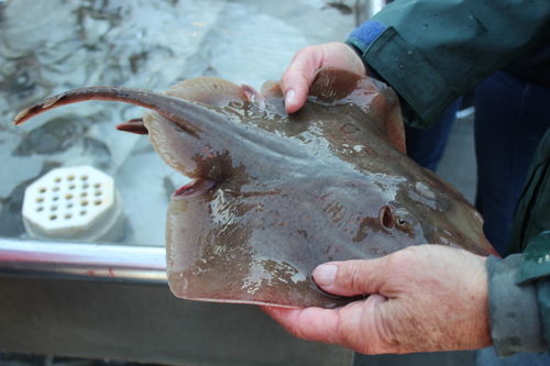 California skate (Raja inornata) — Rajidae — 3