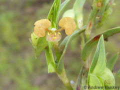 Commelina subulata