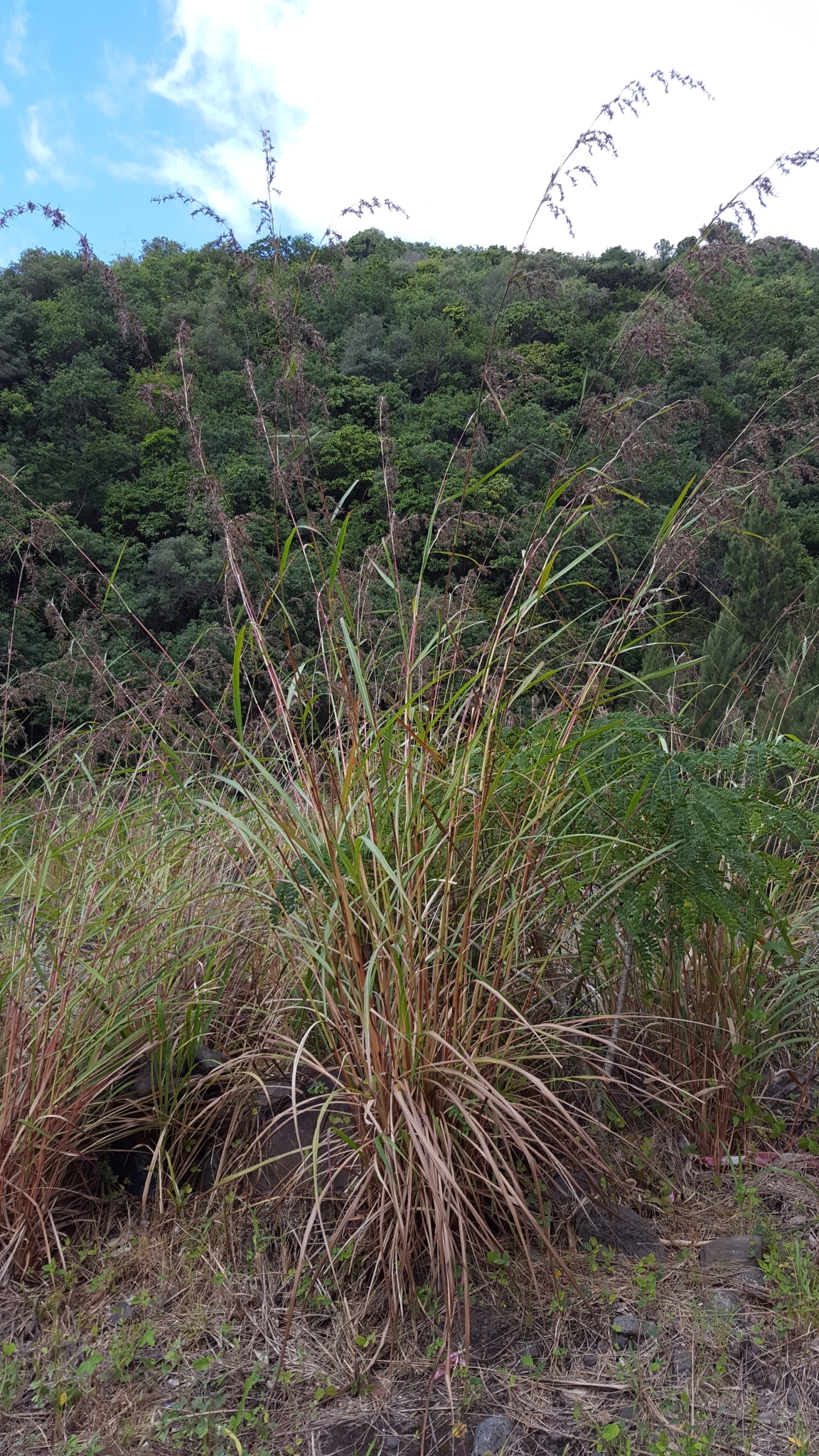 (c) François Rousseu, certains droits réservés (CC BY-NC) https://www.inaturalist.org/observations/84083137