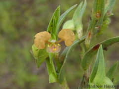 Commelina subulata
