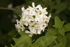 Saponaria officinalis