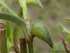 Commelina subulata