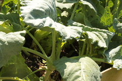 Brassica oleracea gongylodes
