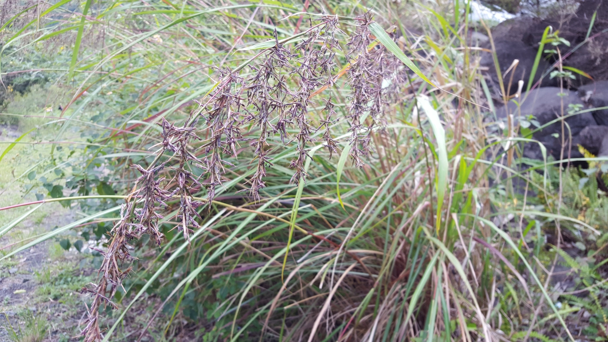 (c) François Rousseu, certains droits réservés (CC BY-NC) https://www.inaturalist.org/observations/84083137