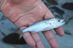Seriphus politus