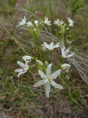 Nerine gracilis