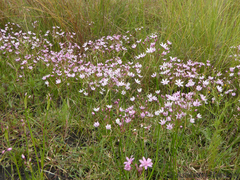 Nerine gracilis