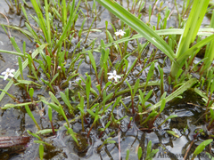 Limosella longiflora