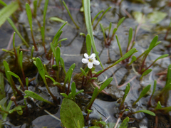 Limosella longiflora