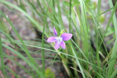Viola palmata