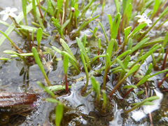 Limosella longiflora