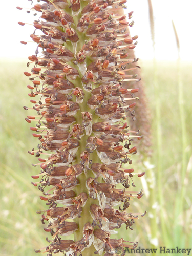 Kniphofia typhoides, photograph 6