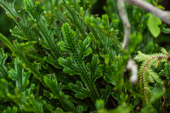 Selaginella convoluta