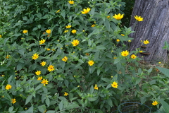 Coreopsis pubescens robusta