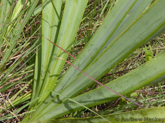 Kniphofia typhoides