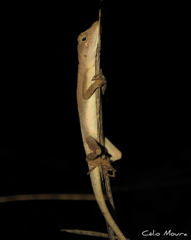 Anolis brasiliensis