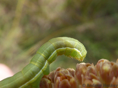 Lepidoptera